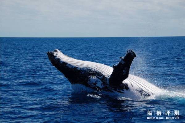 蓝莓评测｜全球60个海岛评测，假期选岛就看这一篇（上）