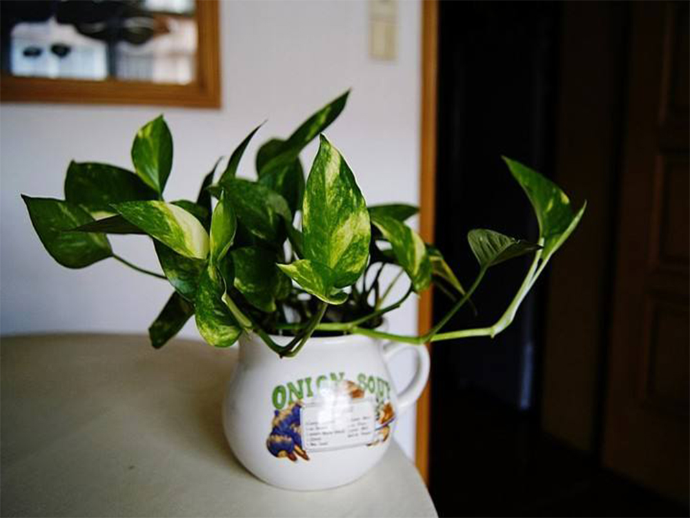 绿萝去除甲醛测评,绿萝除甲醛有效范围