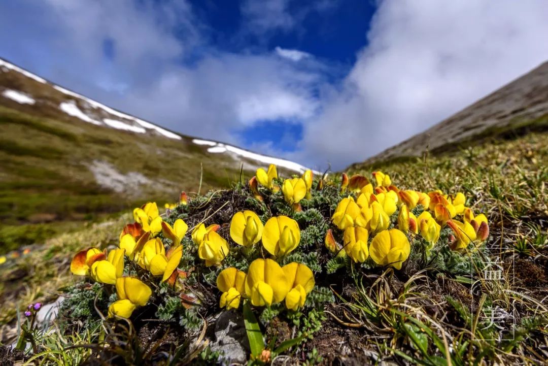 「昨日推文」哭泣的雪兔子，已经被人类挖到濒临灭绝！请高抬贵手放过它们吧！