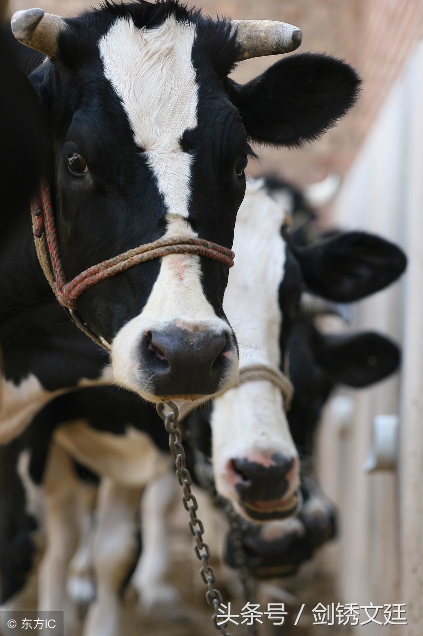 牛副流感3型病毒,牛副流感症状及治疗方法