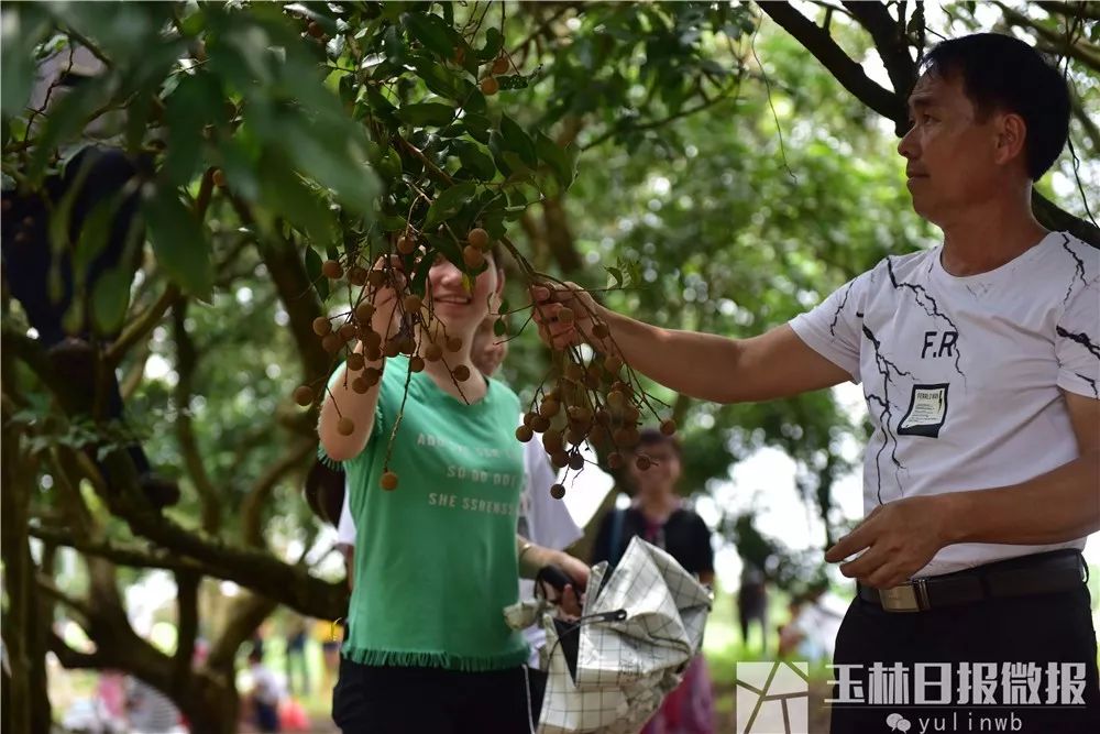 鐜夋灄鍦扮悊鏍囧織璇佹槑鍟嗘爣,鐜夋灄棣栦欢鍦扮悊鏍囧織璇佹槑鍟嗘爣