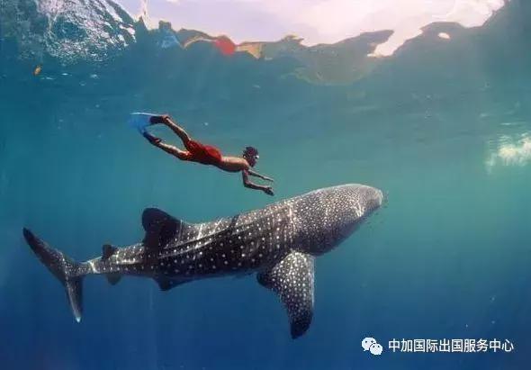 持加拿大签证可免签进入美国吗,芝麻分750免签加拿大是什么签证