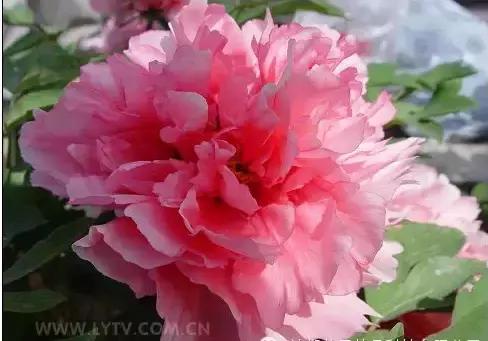 8.8发财日的祝福,8月18日发财日早安祝福图片