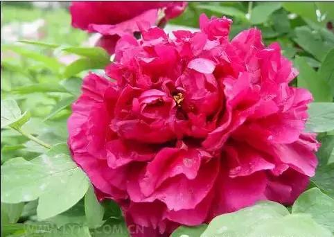 8.8发财日的祝福,8月18日发财日早安祝福图片