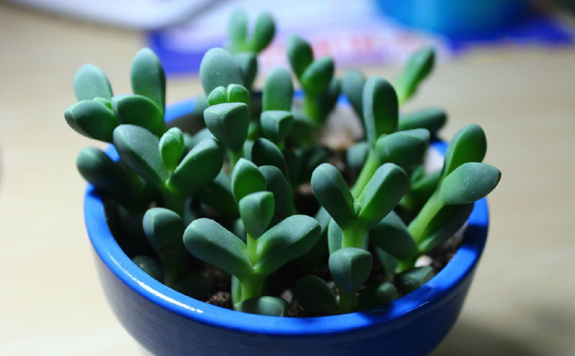 多肉养护知识冬天,多肉知识大全讲解