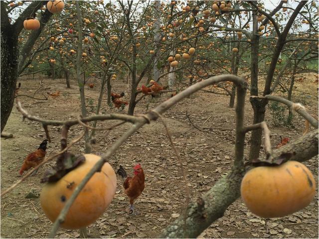 养土鸡就像通关打游戏，你最后能得几分？