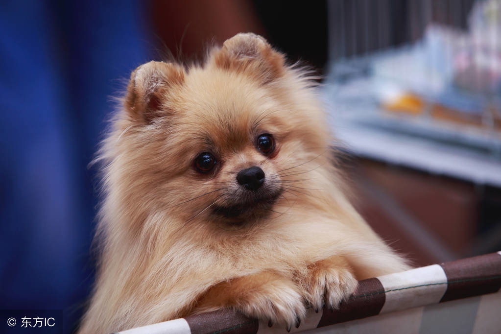 这些小常识你知道吗,小狗常识100个