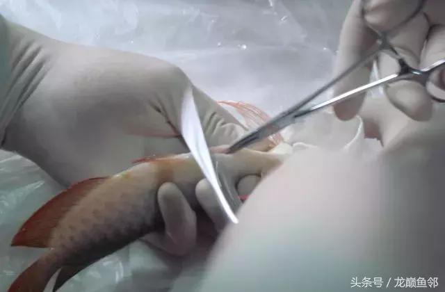 龙鱼撞缸失鳔抢救多久能恢复,龙鱼失鳔最急用的方法