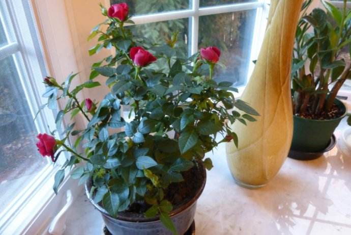 玫瑰花苞不开花怎么办,玫瑰花盆栽带花苞怎样养护