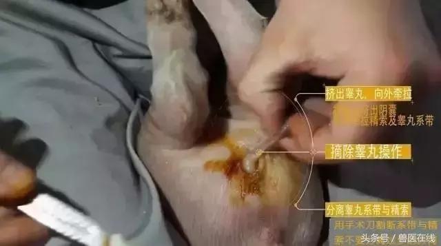 养猪阉猪技术,养猪怎么阉仔猪呢