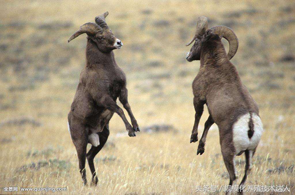 新手养羊如何挑选羊,养羊如何选择羊