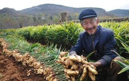 安徽生姜几月份种植最好,生姜种植可以用生鸡粪直接种植吗