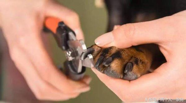 铲屎官怎么给狗洗澡,怎么给狗洗澡毛才顺