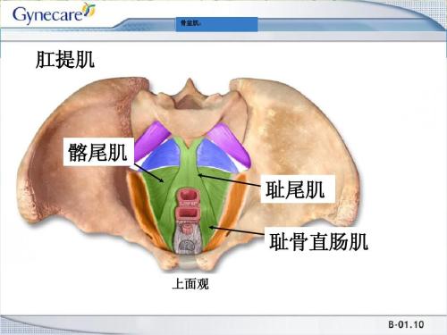辟谣:阴道益生菌可以让女性阴道缩紧吗?(#清风计划#)