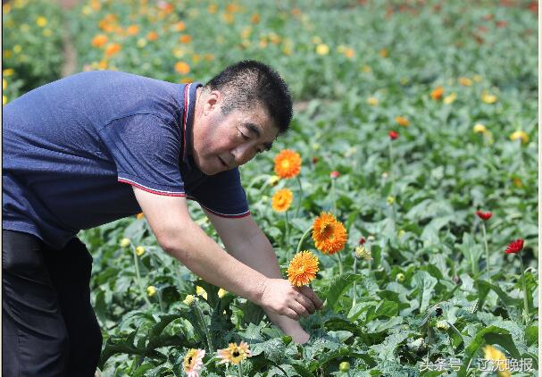 扶郎花种植农场,义县扶郎鲜花批发基地
