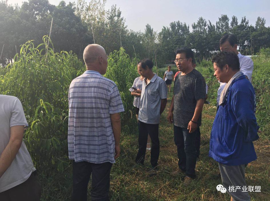 提高碳氮比有利于花芽分化,提升树体碳炭比