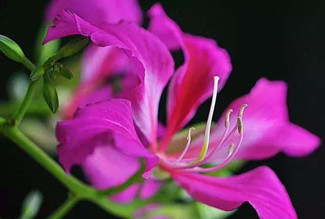 全国31省会城市的市花,全国56个市市花