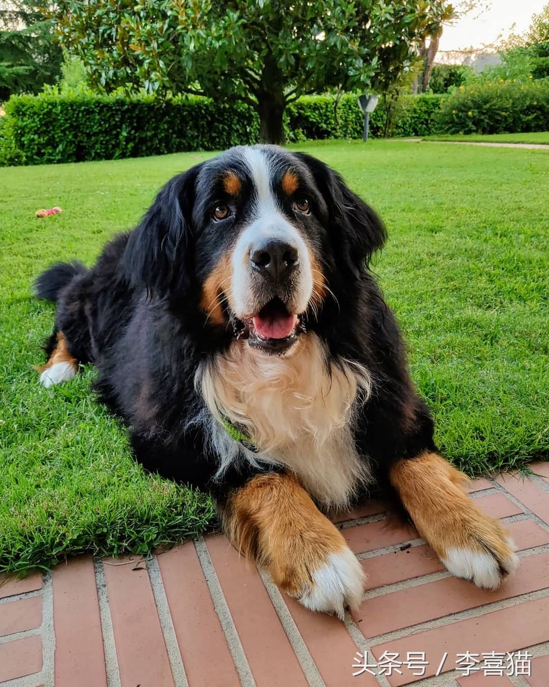 怎么给狗狗洗澡的方式是正确的,给狗狗洗澡的正确操作