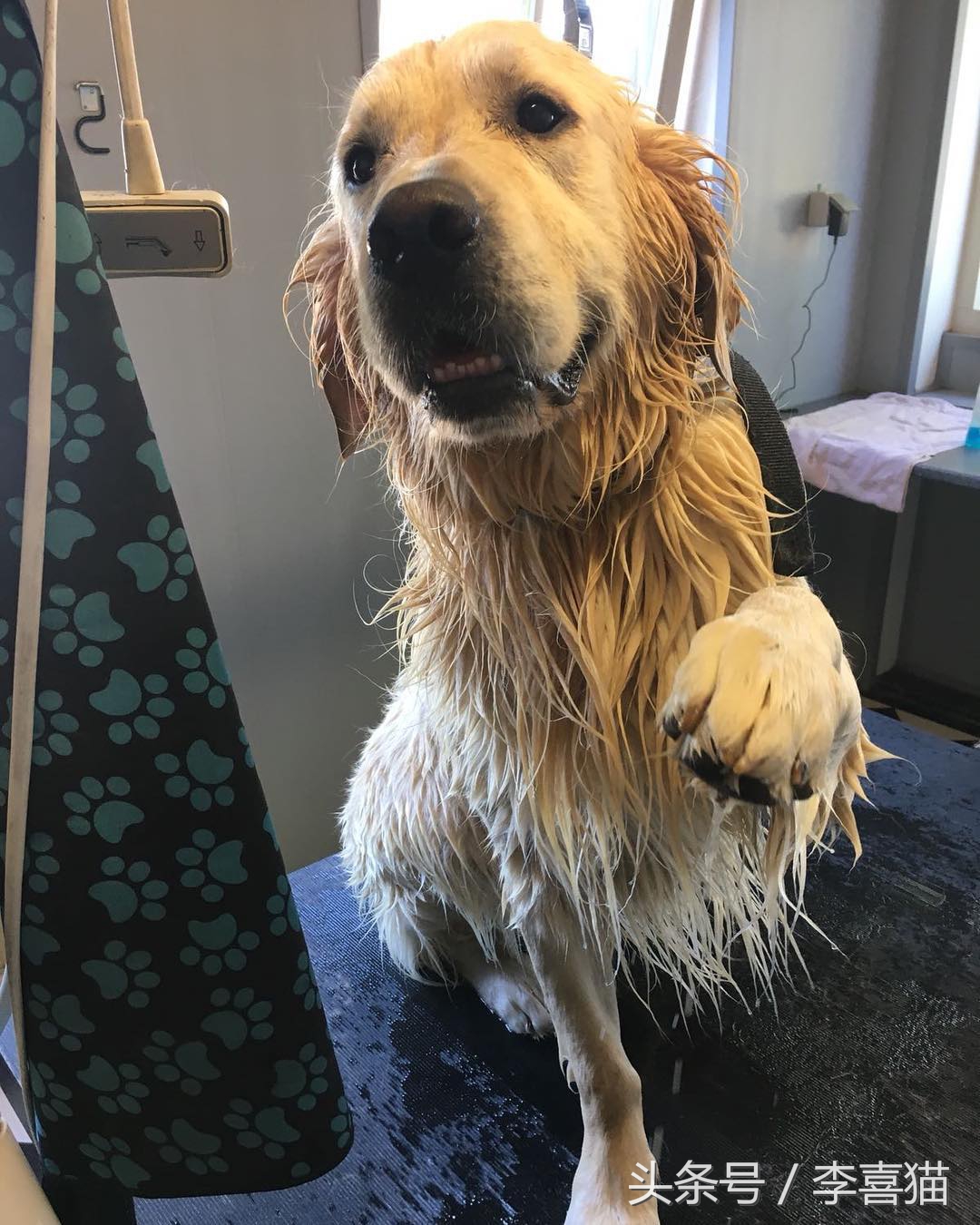 给狗狗洗澡的专业正确步骤,宠物店狗狗洗澡包括哪几个步骤