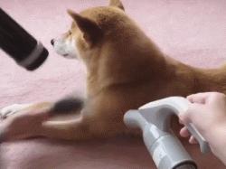 给狗狗洗澡是一门学问，学会这些技巧，不去宠物店自己也能搞定