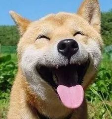 “嘴笼”恒久远,一套永流传!出门前给你家狗子戴上才是真的爱啊!