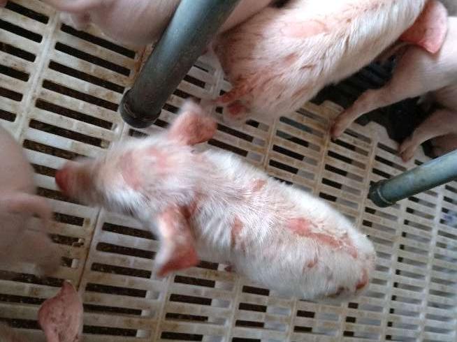 出生仔猪烂脸,仔猪身上烂皮是怎么回事