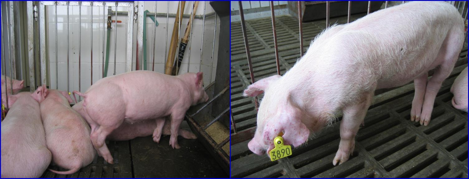 副猪嗜血杆菌难防难治,是因为健康猪体内也有,养猪人应该这样防