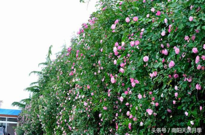 庭院藤本月季造型,如何打造爬藤月季花墙