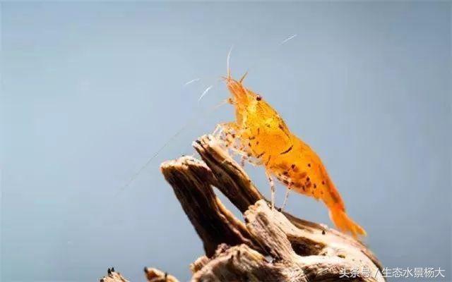 水晶虾开缸养水详细教程,开一个虾缸要多少钱