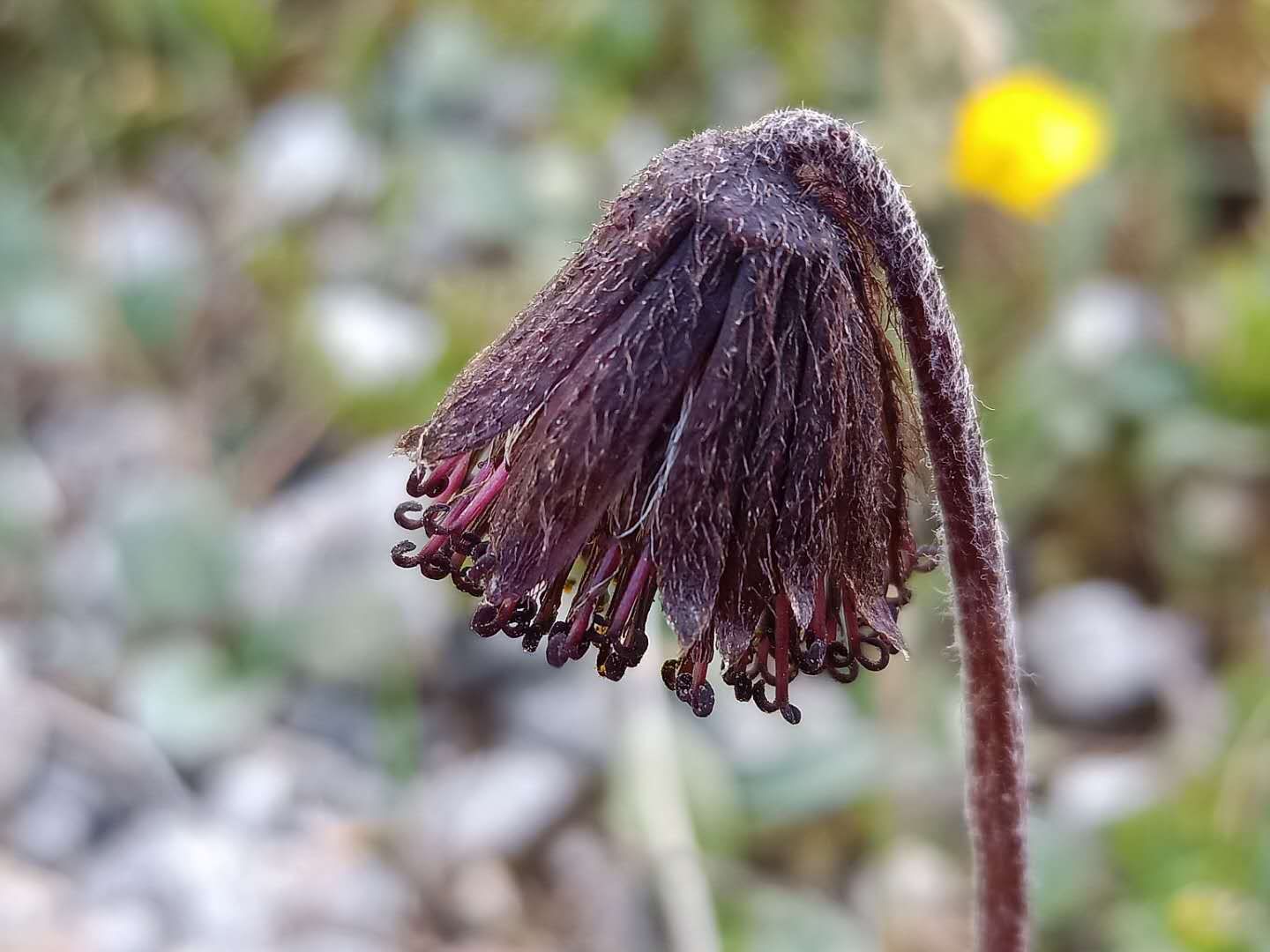 神奇的藏医特色养生疗法,神奇的藏医术