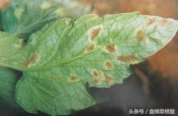 碱地柿子的正确做法,碱地柿子种植方法