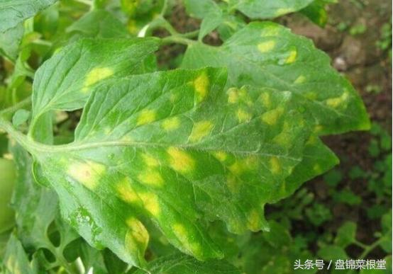 碱地柿子的正确做法,碱地柿子种植方法