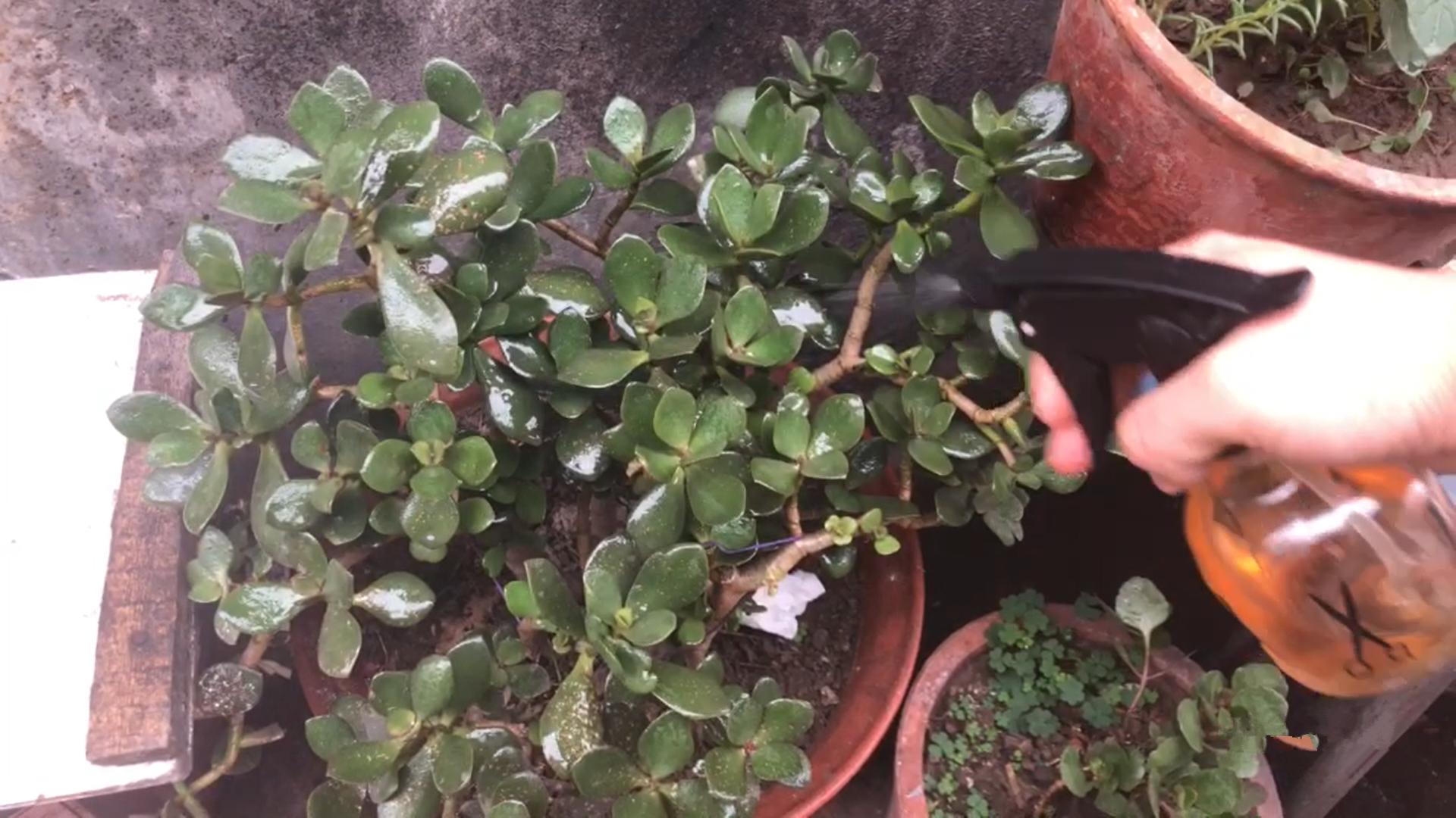 室内养花除虫小妙招,养花生虫最好的方法