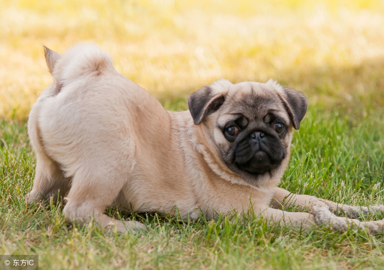 养一只狗需要准备什么东西,养一只狗前期需要多少钱