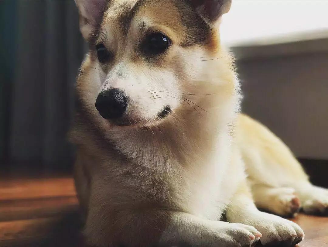 遛狗不栓绳社会狗的危害,毒狗犯不犯法