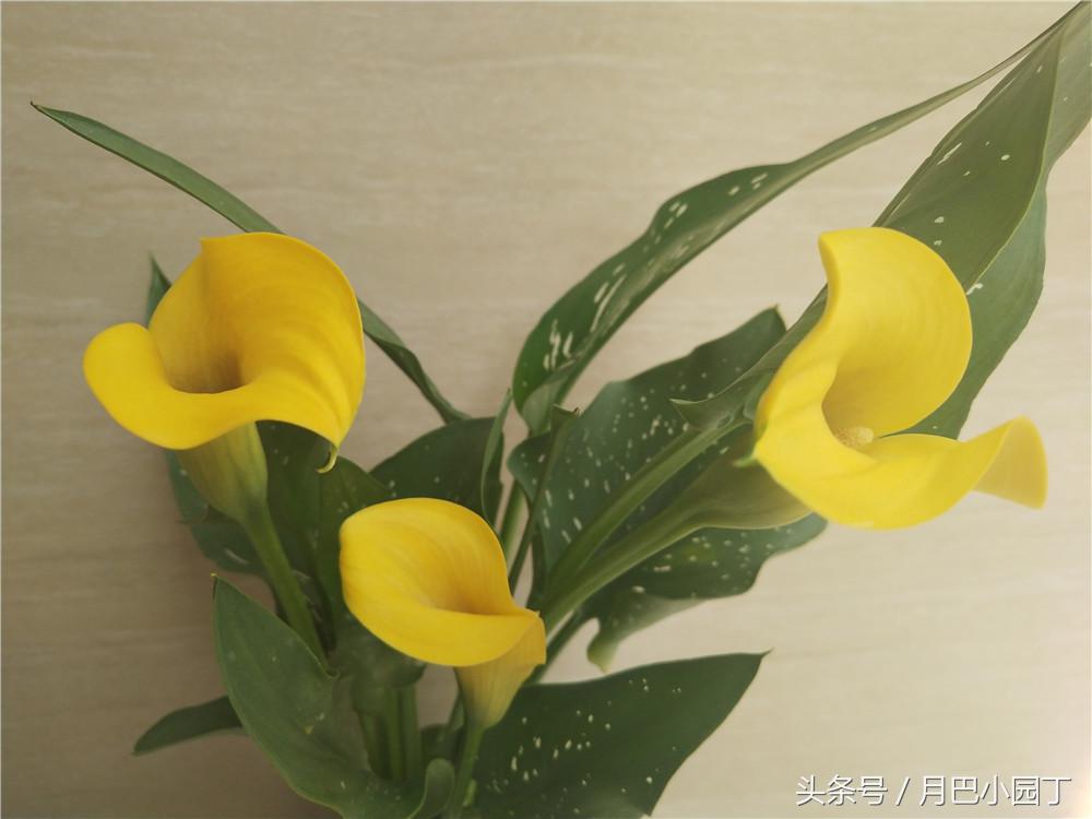 马蹄莲夏季怎么养才能开花快,马蹄莲怎么养护让它第二年开花