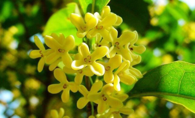 桂花飘香ll绿玉枝头万点黄，缕缕清香满庭芬