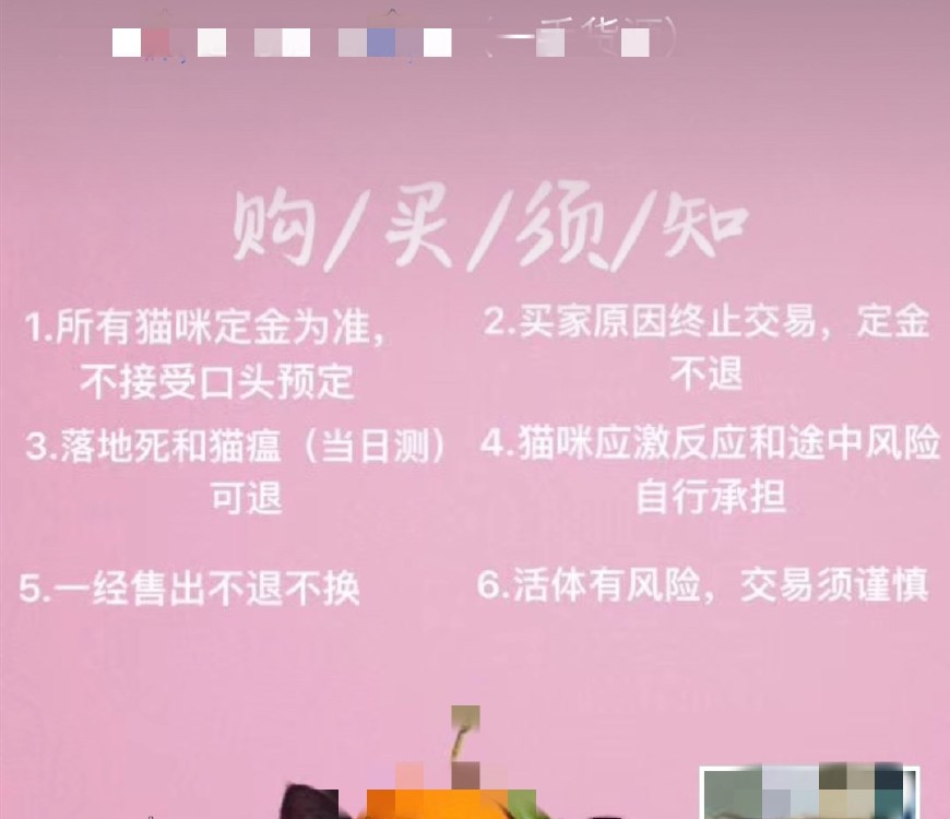 揭露猫贩子及网络买猫的骗局,揭秘那些网上卖猫的人