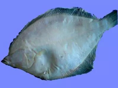 全世界最有营养100种食物排行榜,最有营养食物100种