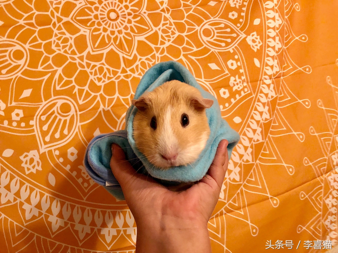 最好养的宠物豚鼠,豚鼠成长过程