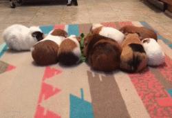 豚鼠成长过程,豚鼠为什么最适合当宠物