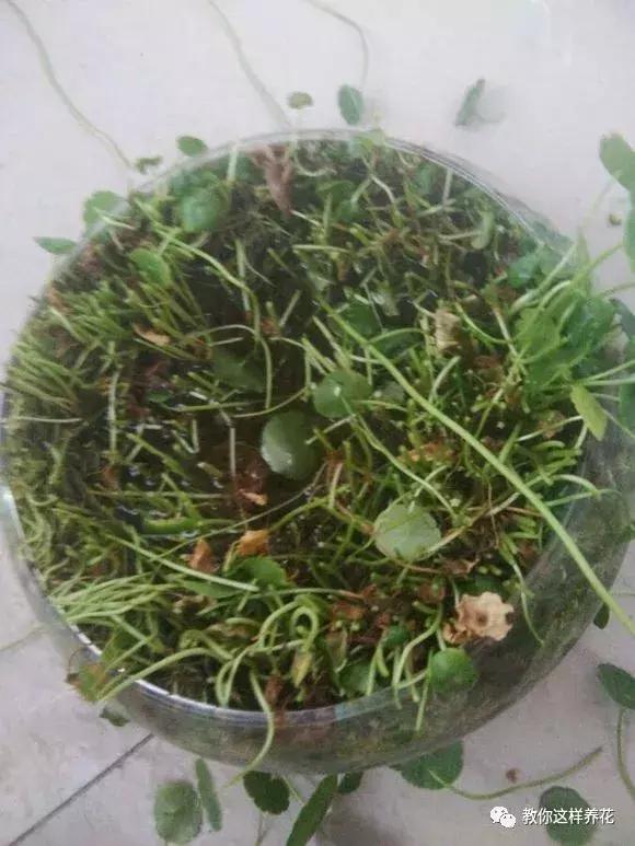 铜钱草修剪完干了如何补救,铜钱草与绿萝哪个好养