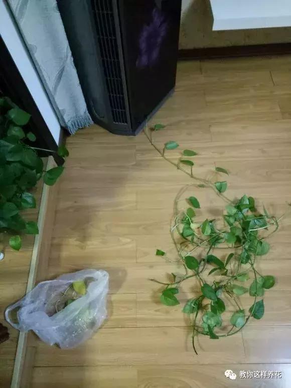 铜钱草修剪完干了如何补救,铜钱草与绿萝哪个好养