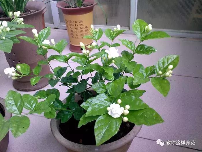 绿萝过冬后叶子全掉了,绿萝过完冬叶子黄了还能活吗