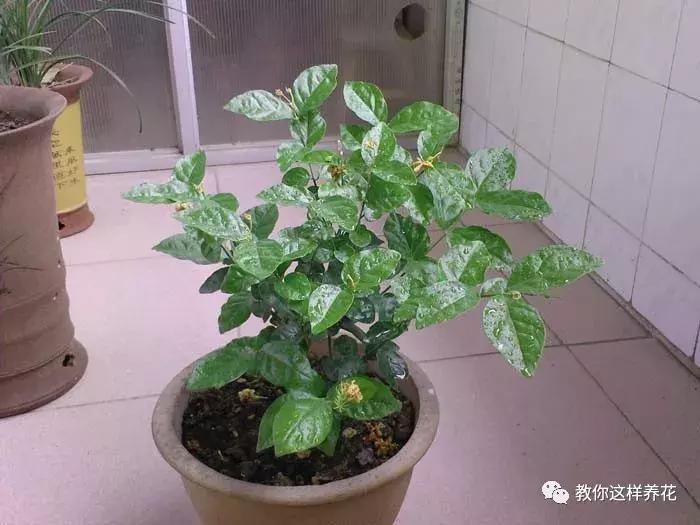 绿萝过冬后叶子全掉了,绿萝过完冬叶子黄了还能活吗