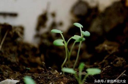 6种耐阴开花两不误的花,什么花适合阳台种植一年四季开花