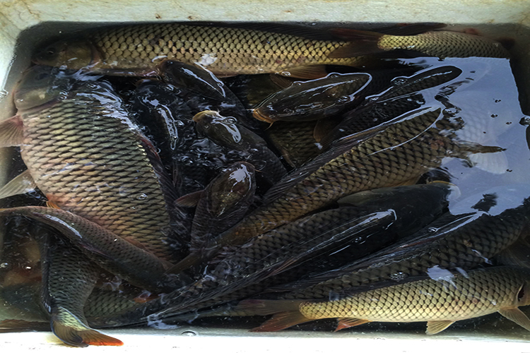 野钓鱼小药自制,自制钓鱼小药最简单的方法
