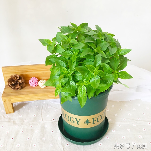 香草罗勒的做法大全,香草罗勒夏天