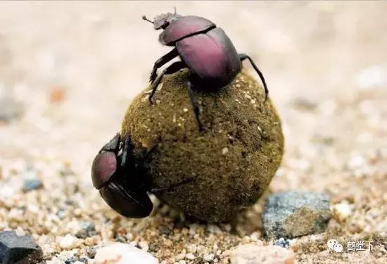 山歌文化传统音乐,山歌贵州纯音乐