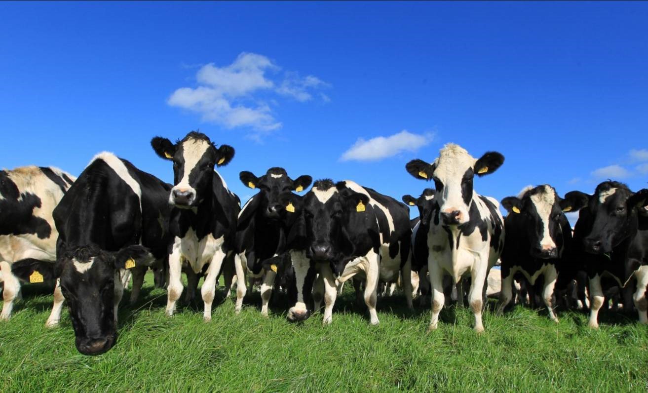 惠氏和雅培奶粉检出致病细菌,爱尔兰奶粉遭污染有惠氏启赋吗